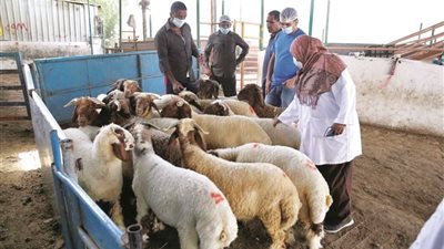 التصدير إلى الخارج يحرم أبناء شبوة شراء لحوم الاغنام 