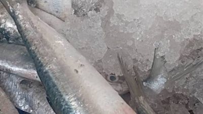 الحزام الأمني يحبط عملية تهريب كميات كبيرة من الأسماك الممنوع اصطيادها