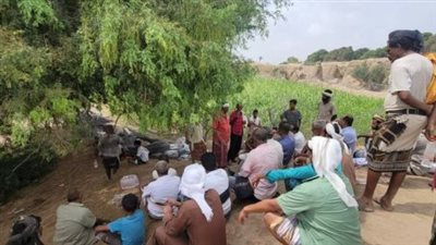 تنظيم يوم الحقل لمنتجي محصول الذرة الرفيعة بحوطة لحج