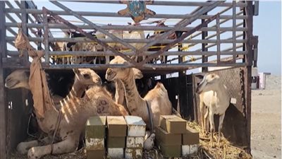 حزام أمن ساحل أبين يضبط صفائح من الذخائر المهربة بشقرة