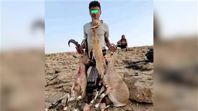 ضبط متهمين بصيد حيوانات مهددة بالانقراض في منطقة الروضة بشبوة