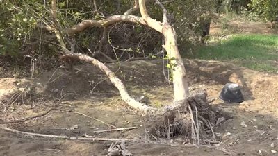 رياح شديدة تتسبب بأضرار كبيرة في المحاصيل الزراعية بأبين والمواطنون يناشدون 