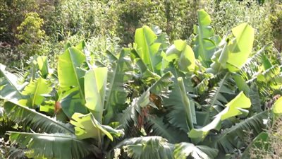 زراعة الفواكه الاستوائية بالضالع.. توجه كبير للمزارعين لتحقيق الاكتفاء الذاتي 