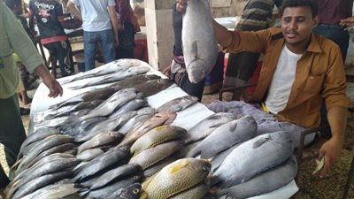 مكتب الصناعة بعدن يؤكد بدء تنفيذ قرار وقف تصدير الأسماك وضبط أسعارها 