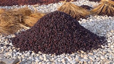 انطلاق مهرجان سوق خريف حجر السنوي بفعاليات فنية ورياضية 