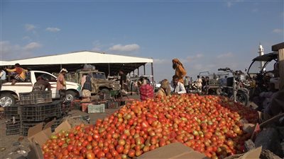 مزارعون بلحج يشكون تعثر الاستفادة الحقيقة من محصول الطماطم وغياب التنظيم (تقرير)