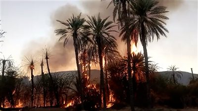 حريق هائل يلتهم أكثر من 150 نخلة في مديرية ساه بحضرموت