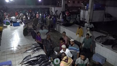 تقرير.. أسواق الأسماك في العاصمة .. غياب الرقابة وفوضى الأسعار